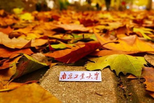 南京工業(yè)大學 百廿育才，鑄就科技與產業(yè)輝煌——慶祝建校119周年